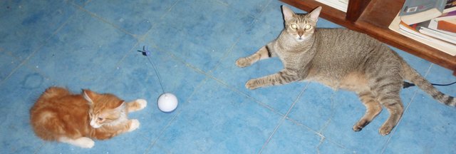 Xan (3 meses) YeiDi (6 años) comparativa de un Maine Coon y un gatito comun.